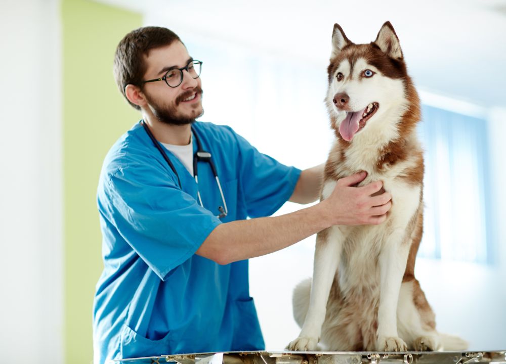 Pets and Pet Care